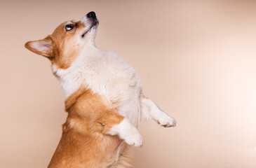 Welsh Corgi Dog Standing on Its Hind Legs Performing a Trick
