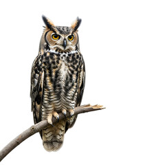 Naklejka premium great horned owl