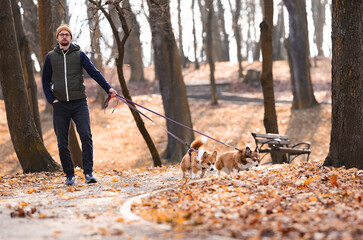 Young Man Walking Two Corgi Dogs in an Autumn Park