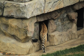 A calm Bengal tiger walking near its shelter surrounded by greenery. 