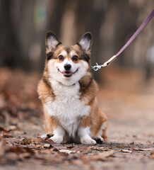 Happy Corgi Dog Sitting on a Trail during a Walk in the Forest
