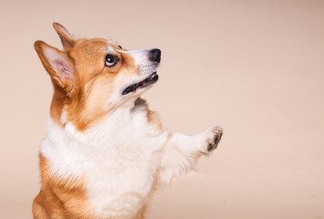 Corgi Dog Posing and Lifting a Paw in a Studio Portrait