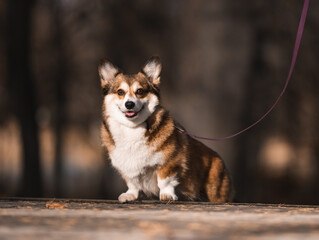 Corgi Dog on a Leash During an Autumn Walk in the Park