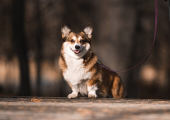 Corgi Dog on a Leash During an Autumn Walk in the Park