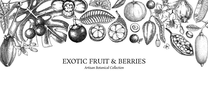 Exotic fruit background. Tropical plants hand drawn vector illustration. Healthy food banner design template. NOT AI generated