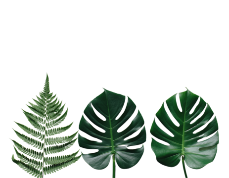 Three lush green tropical leaves arranged against a stark black background
