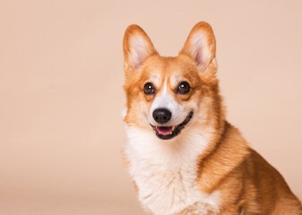 Corgi Dog Headshot Portraits in a Studio Setting