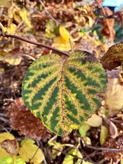 autumn leaves on the ground
