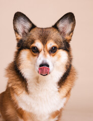 Close-Up Portrait of a Corgi Dog Licking Its Lips