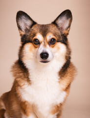 Corgi Dog Headshot Portraits in a Studio Setting