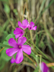 Pink sorrel flowers blooming on a herb field, wide angle macrophotography captured in a farm in the eastern Andean mountains of central Colombia, near the Iguaque natural reserve.
