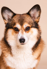 Corgi Dog Headshot Portraits in a Studio Setting