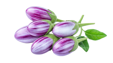 Three purple tulips bloom on black background vibrant purple tulips display striking contrast on dark setting