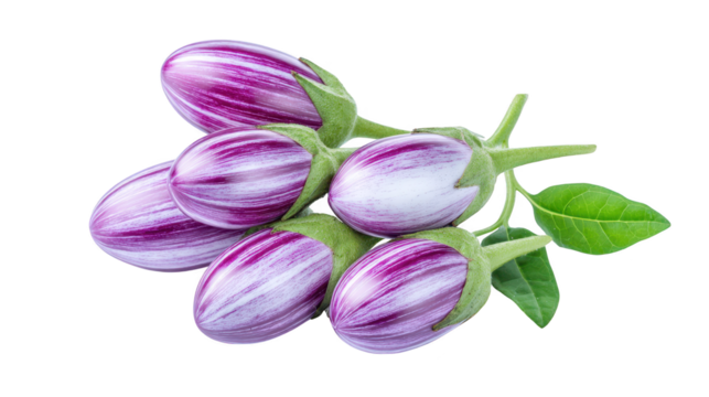 Three purple tulips bloom on black background vibrant purple tulips display striking contrast on dark setting