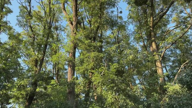 Tops of old black locust trees against the clear sky