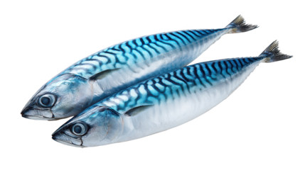 Two fish against dark backdrop pair of aquatic creatures swimming in shadowy depths