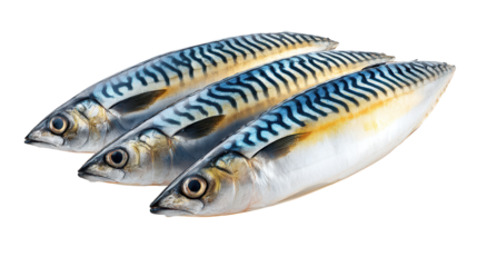 Three fish observed against a black backdrop pair of fish distinctively posed on stark black setting