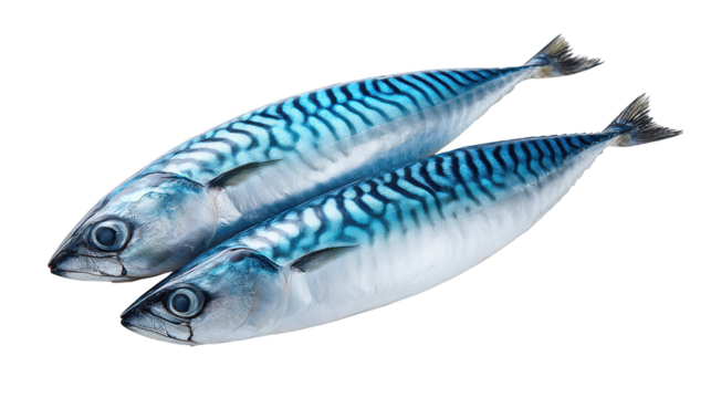 Two fish against dark backdrop pair of aquatic creatures swimming in shadowy depths