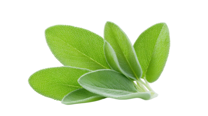 Single sage leaf image featuring natural green tones botanical detail of an aromatic herb leaf fresh and vibrant