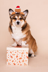 Cute Corgi Dog Posing on a Christmas Gift Box Wearing a Gingerbread Hat