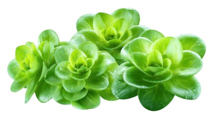 Four green flowers with glistening water droplets close up captures vibrant green blossoms after refreshing rain