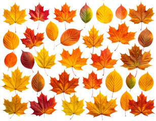 Obraz premium Vibrant autumn maple leaves collection on dark background