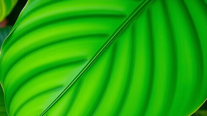 philodendron. Close-up of a lush monstera leaf, displaying vibrant green tones and tropical texture. gardening catalogs, home-decor guides, designed for gardening and botanical catalogs.
