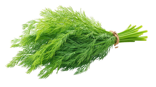 Dill sprigs arranged on a dark backdrop fresh green dill herb displayed against deep black surface