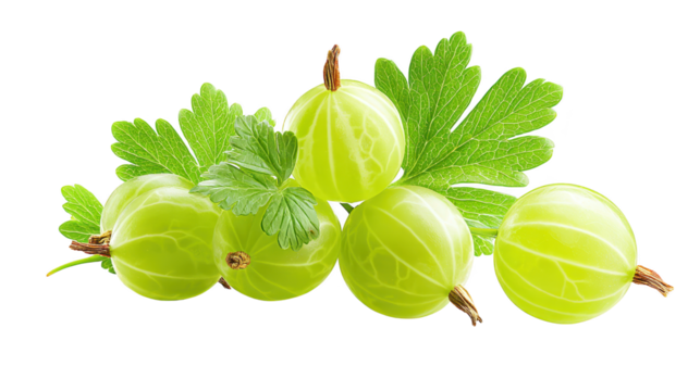 Lush grapes cluster with leaves against dark field succulent grape bunch highlighted by dark background