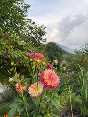 Pink and Yellow Dahlia Karma Sangria with Spiky Petals set in a garden with Impressionist Bokeh Background