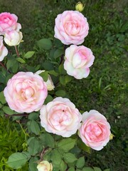 The Eden Rose (also known as Pierre de Ronsard) is a famous climbing rose celebrated for its large, romantic, old-fashioned blooms with a delicate blend of pink, cream, and soft green hues.