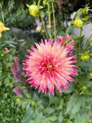 Pink and Yellow Dahlia Karma Sangria with Spiky Petals set in a garden with Impressionist Bokeh Background