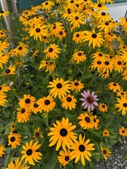 Bright yellow flowers of rudbeckia, commonly known as coneflowers or black eyed susans, in a sunny summer garden. Rudbeckia fulgida or perennial coneflower blossoming outdoors. Rudbeckia hirta Maya.