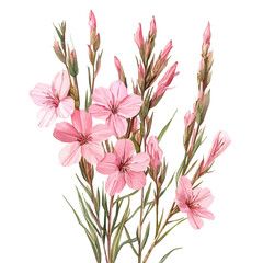 Naklejka premium watercolor of Gaura Flower, vector, isolated on a white background.