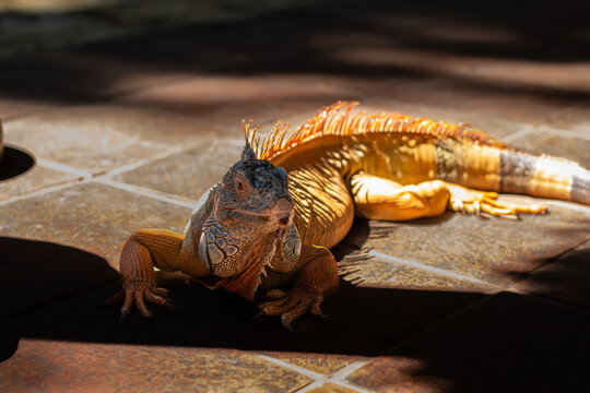 A brown iguana is active under the hot sun at a zoo in Lombok, Indonesia.