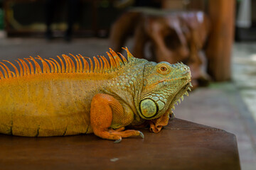 A brown iguana is active under the hot sun at a zoo in Lombok, Indonesia.