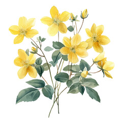 Epimedium Flower, watercolor drawing vector, isolated on a white background.