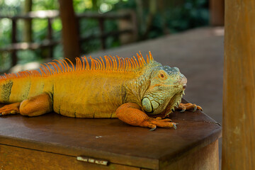 A brown iguana is active under the hot sun at a zoo in Lombok, Indonesia.