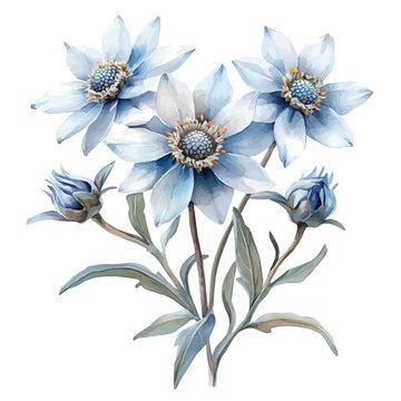 Edelweiss Flower, watercolor drawing vector, isolated on a white background.
