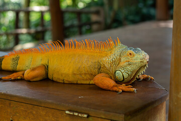 A brown iguana is active under the hot sun at a zoo in Lombok, Indonesia.