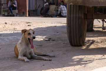 Ein indischer Stra&szlig;enhund liegt am Boden im Schatten und hechelt mit heraush&auml;ngender Zunge