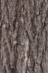 Fototapeta premium Closeup texture of natural tree bark of gingko biloba background. Rough surface of trunk.