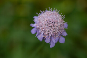 タカネマツムシソウの花