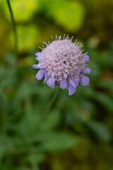 タカネマツムシソウ