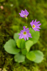 Fototapeta premium ミチノクコザクラの花