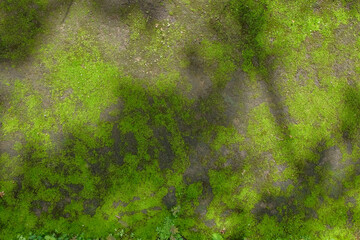 A yard covered with green moss. For graphic design, 3D rendering and banners