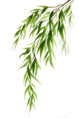 Obraz premium An elegant watercolor illustration of a single weeping willow branch with flowing green leaves. Isolated botanical element on a white background. Represents grace and elegance.