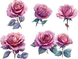 set of roses isolated on white
