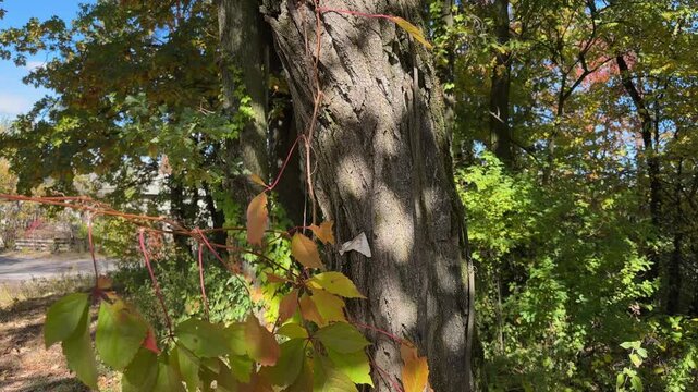 Broken thick branch of deciduous tree and then sawed off