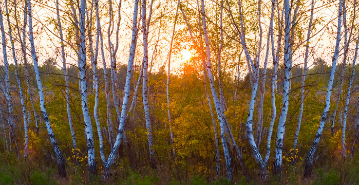 autumn birch tree grove at the peaceful sunset, quiet evening seasonal outdoor scene - Powered by Adobe